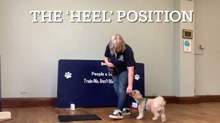 Teaching the position ‘Heel’ by Victoria Cooper 135 views 1 year ago 56 seconds