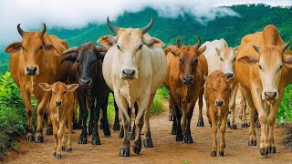 Puluhan Sapi Berbaris Rapi Berjalan Menuju Ladang, Suara Sapi Moo, Sapi Lucu Berkeliaran Di Jalan