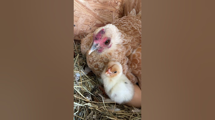 Her First Day of Life! 🐣 chaotic good farm!