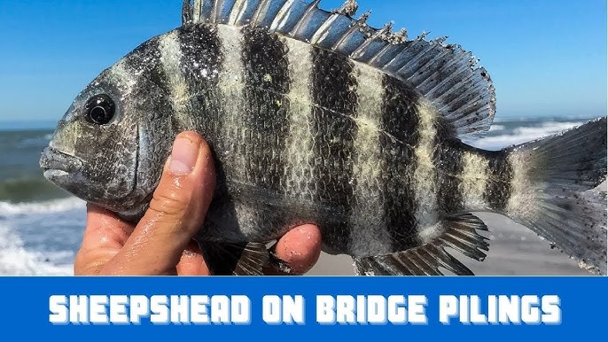 How To Catch Sheepshead On Fake Crabs (LIVE Video) 