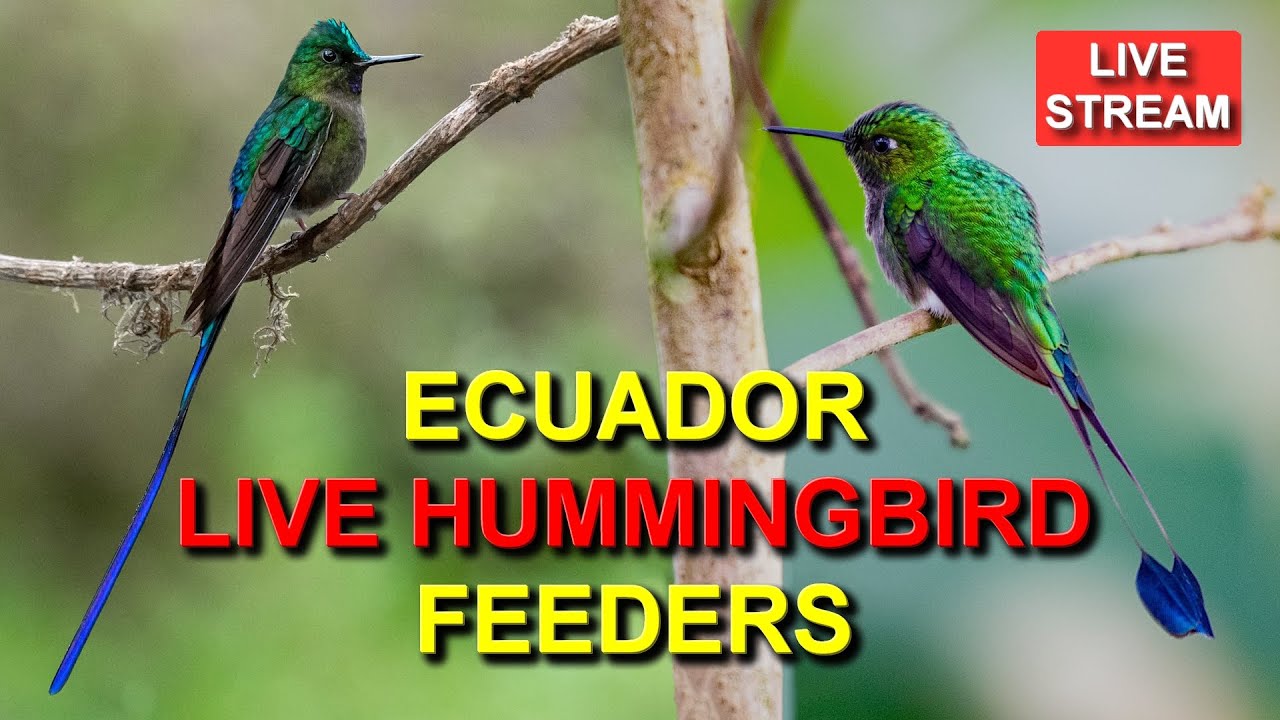 Sachatamia Lodge Hummingbird Feeders