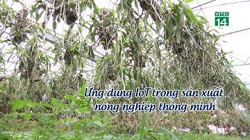 Ứng dụng IoT trong sản xuất nông nghiệp thông minh. | VTC14