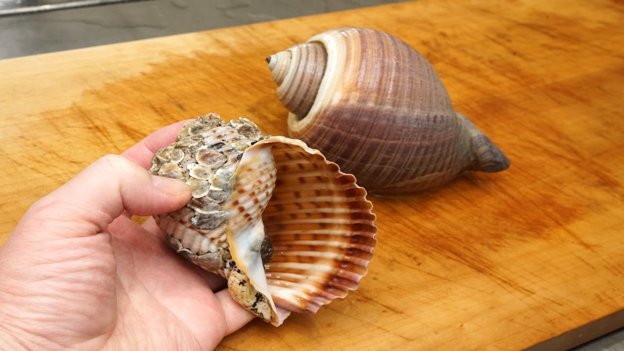 ヤツシロ貝の貝焼き味噌の作り方 How To Filet Tonna Luteostma And Make Kaiyaki Miso Youtube
