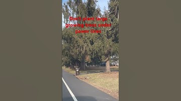 Keep large trees away from power lines