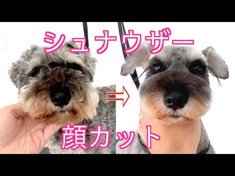 【トリミング】シュナウザーの顔カット✂︎　まつ毛残し　 Schnauzer grooming