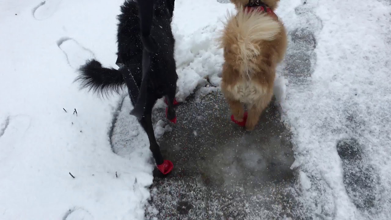 Protex PAWZ Rubber Dog Boots Review YouTube