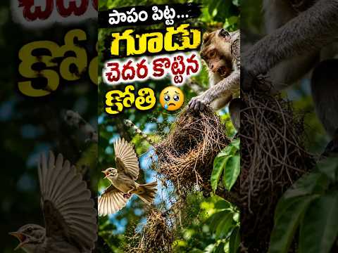 గూడు చెదిరిపోయింది #animals #love #birds #shorts #ytshorts #viral #video #viralvideo #money #short
