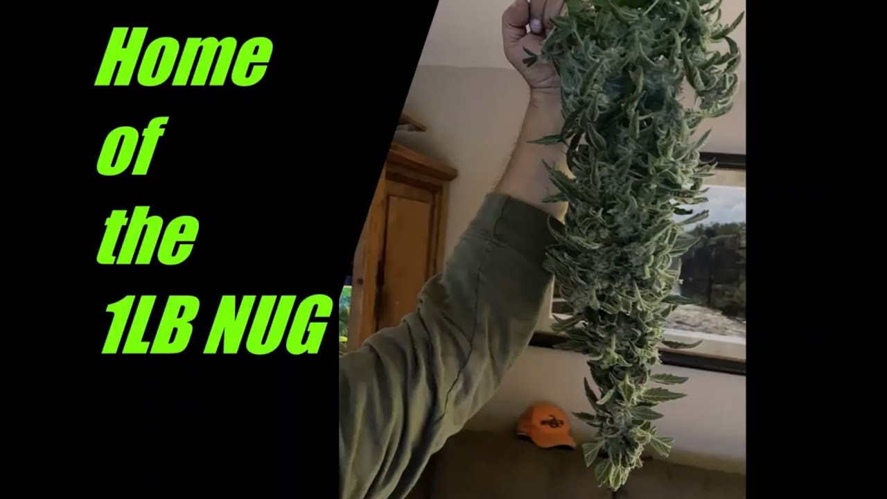 Grease Monkey Nirvana Seeds  Deep Water Culture, General Hydroponics, Nukeheads Plutonium Bloom