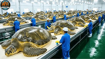 How Millions of Turtles Are Raised & Processed for Food – Inside the Turtle Processing Industry