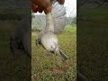 صيد عصفور التيان