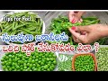 💯పచ్చి బఠానీలు ఇలా చేస్తే సంవత్సరం వరకు పాడవకుండా ఉంటాయి#How to Store green peas# tips#trending
