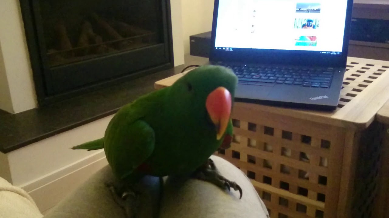 Eclectus parrot Mango jumps around YouTube