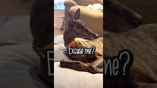 The Sweetest Tax Collector: Greyhound's Funny Ear Cleaning Antics