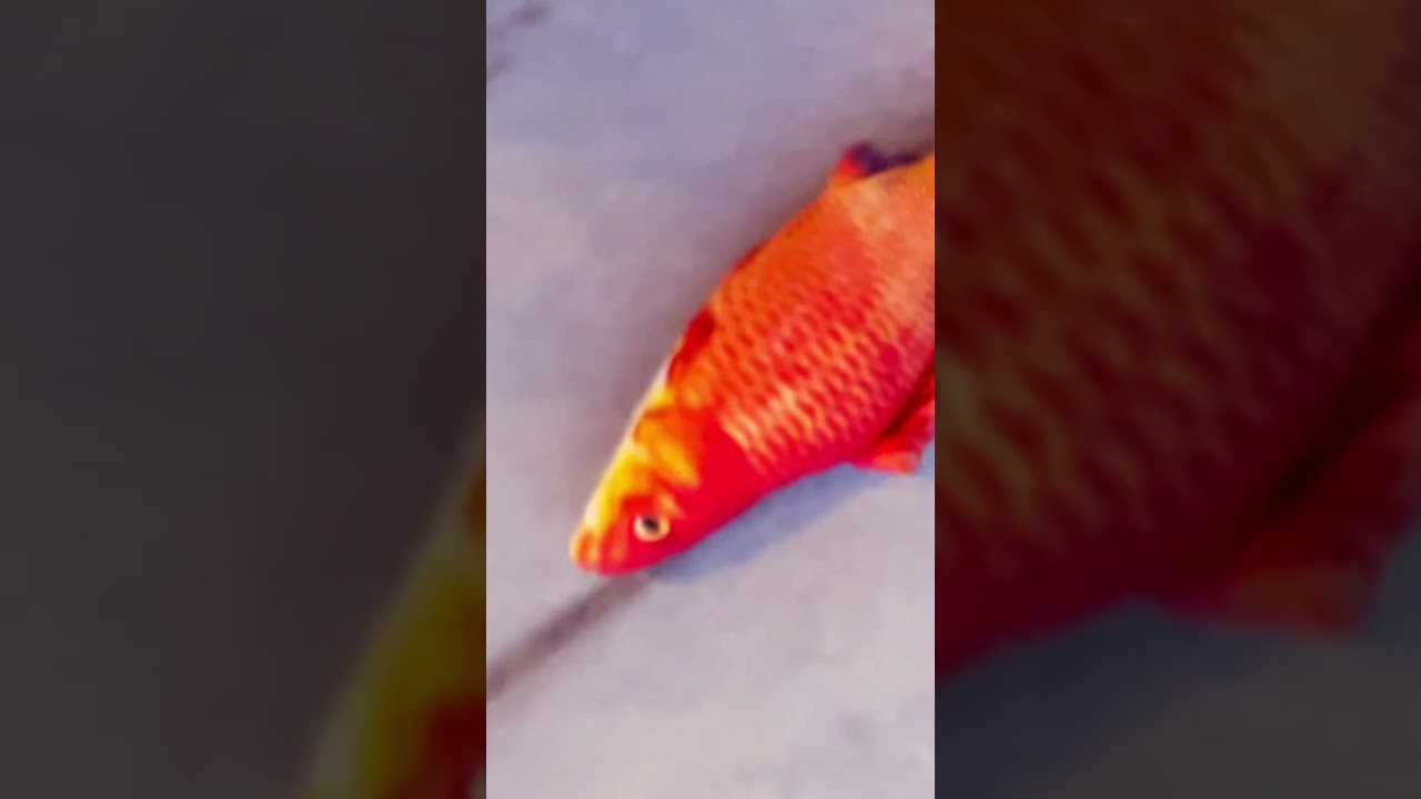 It ☔️ -ing fish 🐟 🎣  