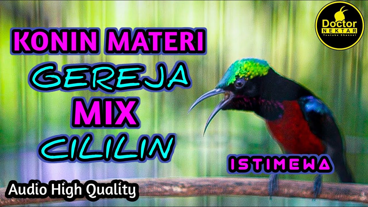MEWAH !! KONIN MATERI GEREJA MIX CILILIN GACOR FULL ISIAN TEMBAKAN COCOK BUAT MASTERAN KOLIBRI NINJA