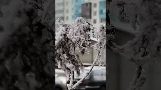 Сегодня у нас - красиво ❄️17.02.26 #санктпетербург #зима #питерзимой #snow #всемдобра #winter