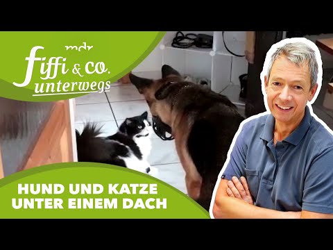 Video: Können Sie Würmer von Ihrem Hund bekommen?