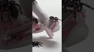 Yes The Spiders Are Real 