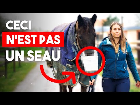 LES MALADIES RESPIRATOIRES CHEZ LES CHEVAUX - Rhinopneumonie, gourme & grippe équine 😷