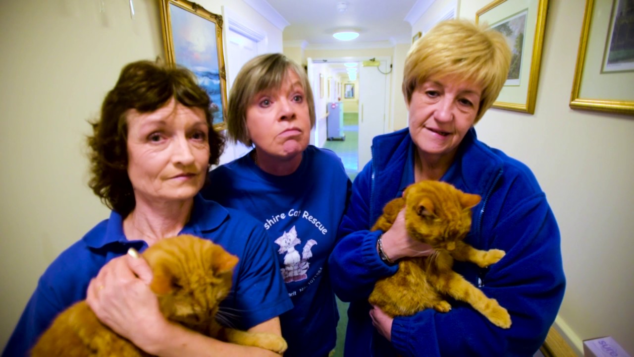 Shropshire Cat Rescue volunteers visit care homes YouTube
