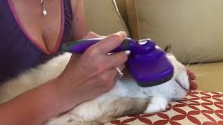Ragdoll cat - Еще одна суббота - Снежинка причесывается:) марафет Ragdoll cat - Еще одна суббота - Снежинка причесывается:) марафет