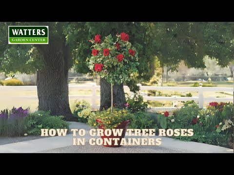 🌹How to Grow Tree Roses in Containers 🌹 - YouTube