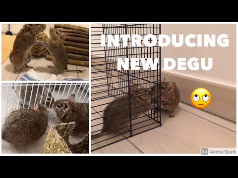 Video: Degu Informations- Og Plejeark