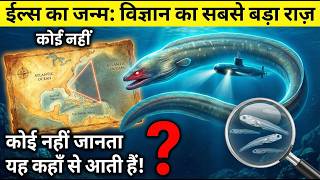 2000 सालों से अनसुलझा रहस्य | Scientists भी नहीं जानते Eels कहाँ पैदा होती हैं? | The Eel Mystery