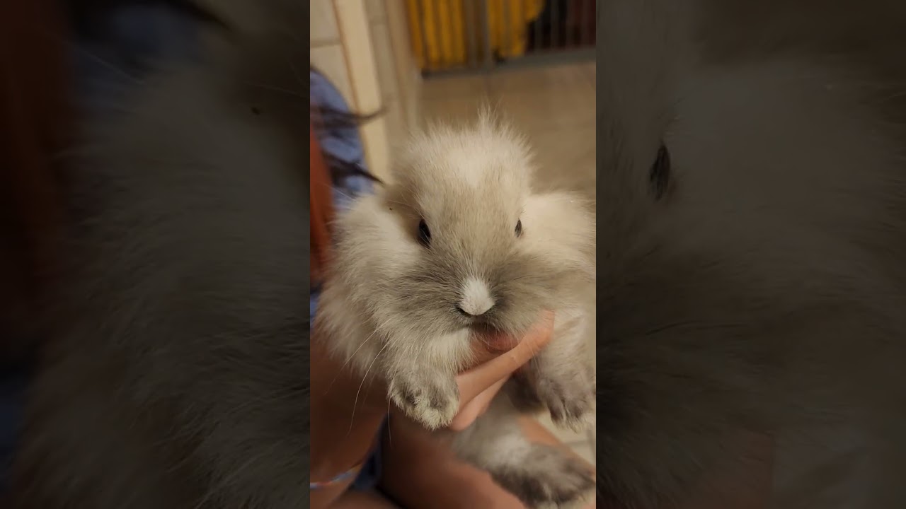 Day 30 Lionhead bunny 🐰