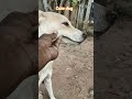 cute dog viral video #doglife