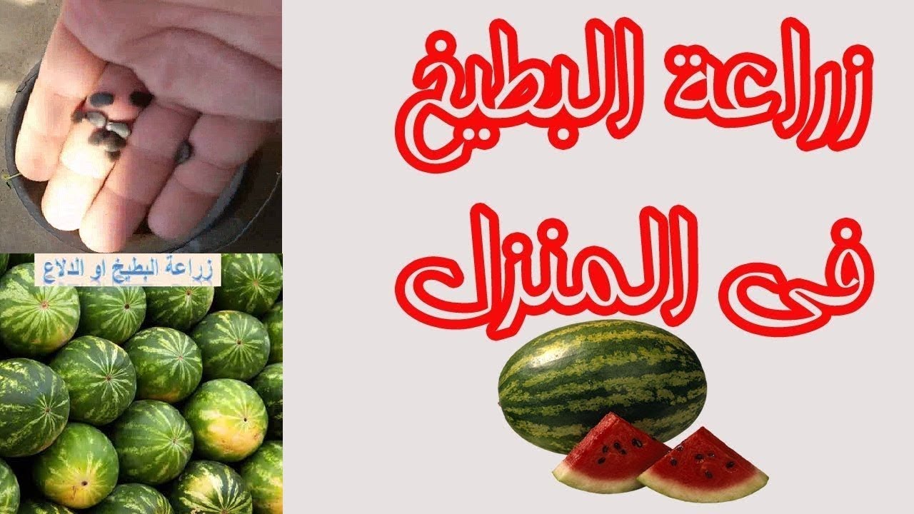 Agriculture Blog زراعة البطيخ في اصيص