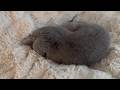 埋もれてる猫＆発掘された猫