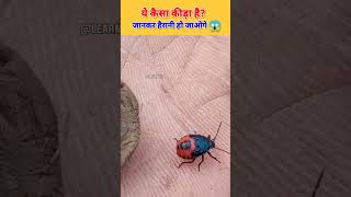 य कस कड ह? Insect Facts 