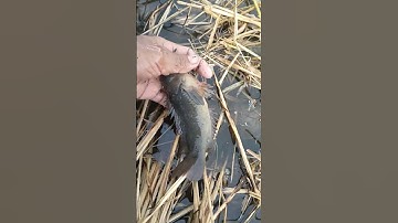 sau trận mưa lớn, cá rô khủng lên bờ, chỉ có ở miền Tây #ky67vlog #shorts