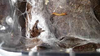 Ceratogyrus Darlingi Feeding Video
