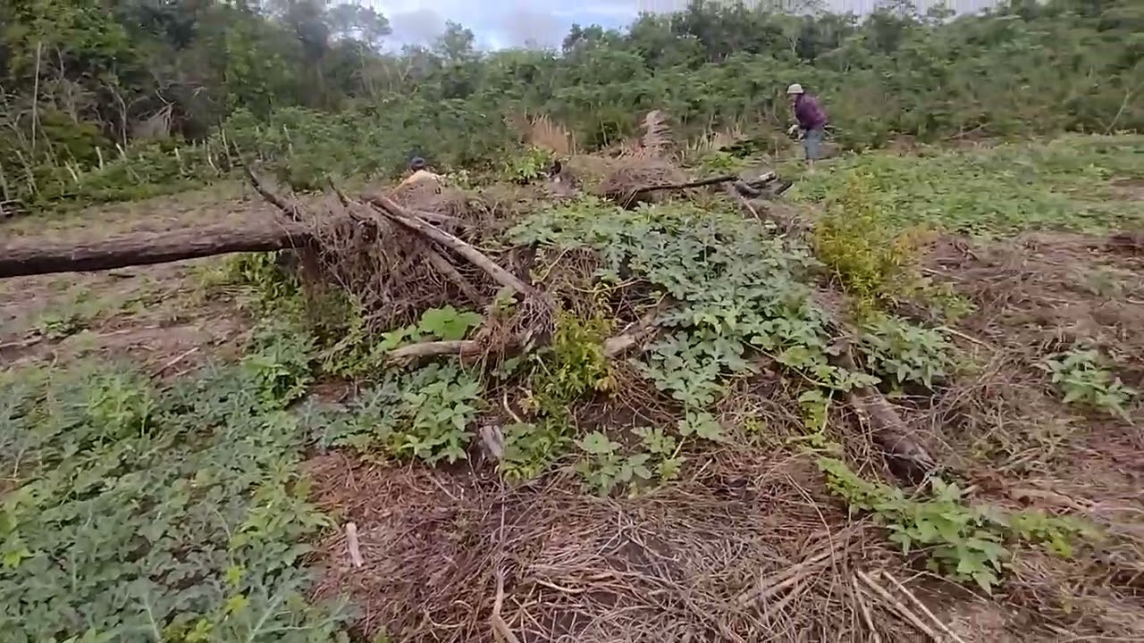 Colhemos maxixe na roça e vejam como está os legumes 