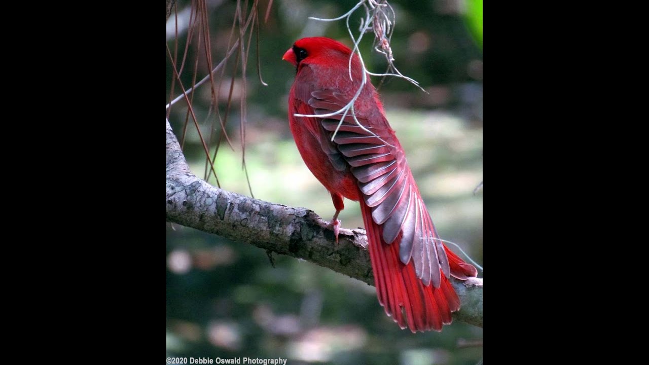 Mood HAPPY Visual BIRDS 1 of our Musical Moods Visual Videos YouTube