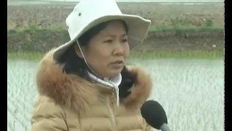 Hướng dẫn biện pháp phòng trừ cỏ dại và ốc bươu vàng vụ Xuân 2015