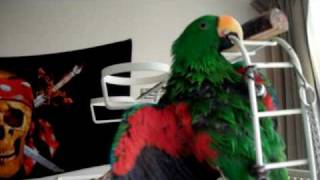 Jack, the eclectus, takes a bath!