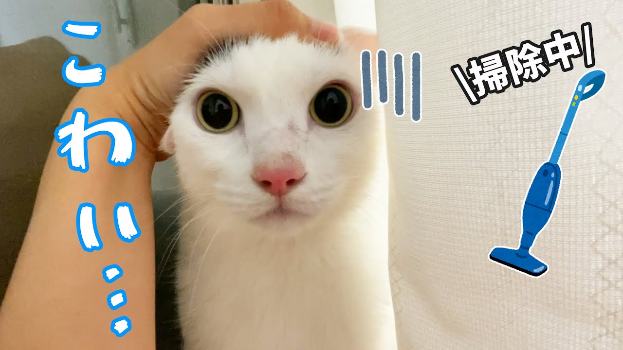 掃除機をかけるときは全力でチロさんを守ります - YouTube