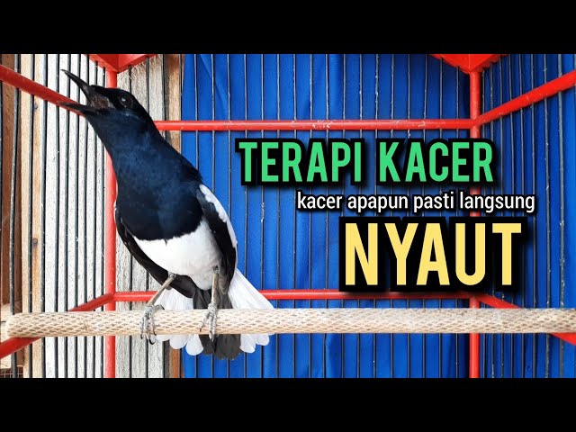 kacer gacor NGEPLONG TARUNG ini paling AMPUH buat PANCINGAN KACER agar EMOSI class=