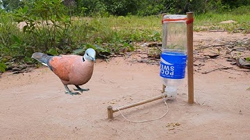 DIY Unique Easy Bird Trap Using Plastic Bottle | Easy Creative Bird Trap