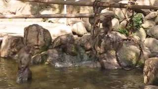 Japanese monkeys swimming - part 1