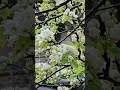 보는 사람마다 이름을 물어 봅니다.ㅣ2025.04.22(화) #오대산자연명상마을 #옴뷔 #자연명상 #돌배나무꽃