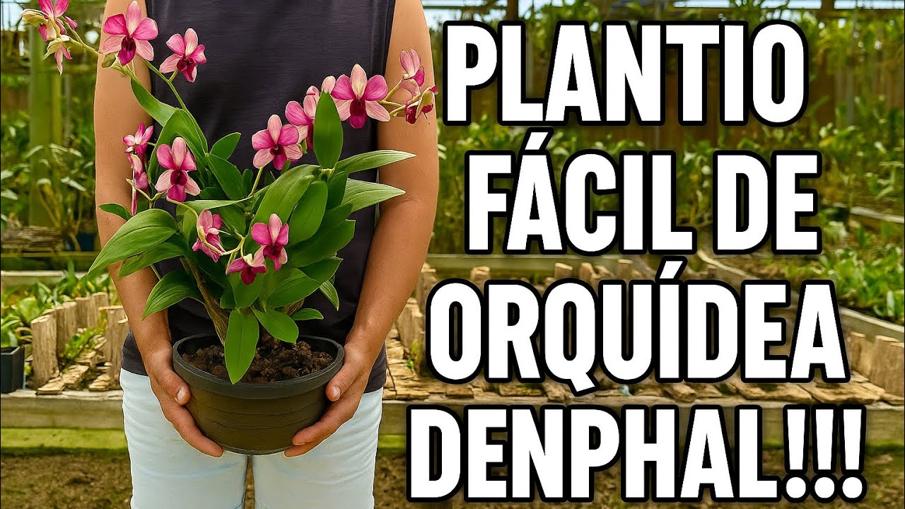 COMO PLANTAR ORQUÍDEAS DENPHAL!!!