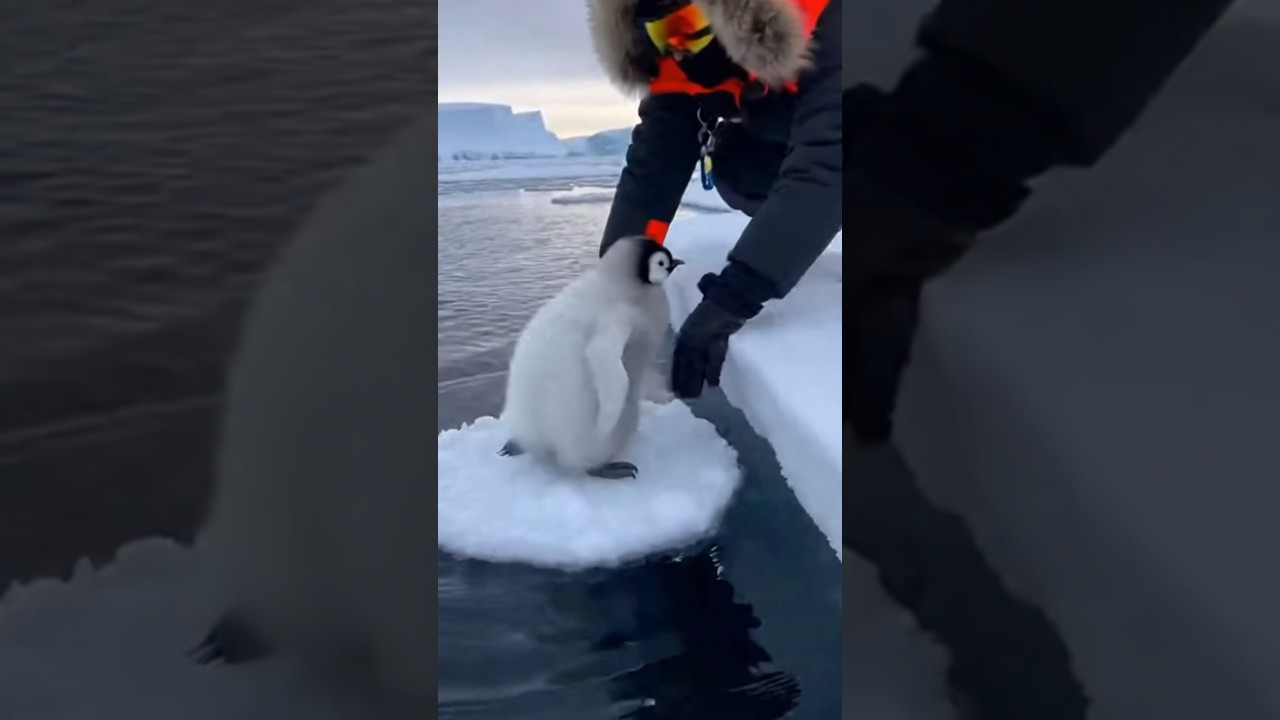 Птенца пингвина спасли, когда лед начал кружиться.