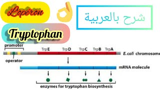 شرح مبسط لأهم النقاط المتعلقة ب (L'opéron tryptophan)️