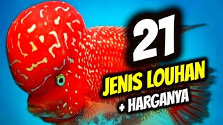 21 Jenis Ikan Louhan dan Harganya (Lengkap)