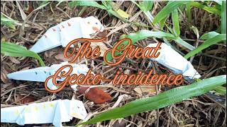 The Great Gecko-incidence: Negative Frequency Dependent Selection!