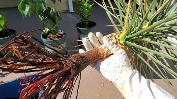 Growing Joshua Trees from Seeds, Years 5.7-7.3